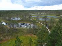 Estland, Lahemaa-NP , Hochmoor