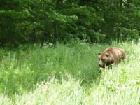 Im Tanzbären Park Belitsa