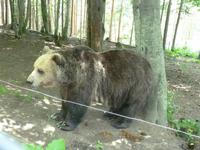 Im Tanzbären Park Belitsa