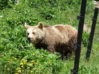 Im Tanzbären Park Belitsa