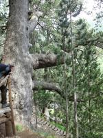 Tausenjährige Kiefer