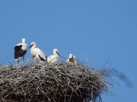 Das Nest ist voll besetzt.....