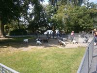 Streichelzoo für Groß und Klein