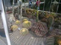 Kakteen im Gewächshaus