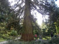 Mammutbaum, über 150 Jahre alt