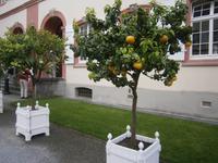 Zitrusfrüchte in der Orangerie