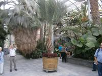 Im Palmenhaus