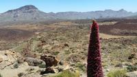 Inselhüpfen auf den Kanaren - Teneriffa - Parque Nacional de El Teide