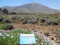 Inselhüpfen auf den Kanaren - Teneriffa - Parque Nacional de El Teide