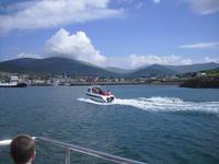 Auf der Suche nach Funghie, einem Delfin, in Dingle