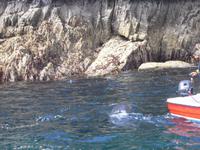 Da ist der Delfin