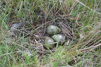 In der Nähe von Höfn am Strand