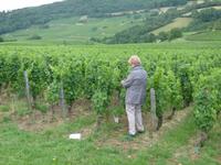 Prüfen der besten Lageweinen im Grands Crus 