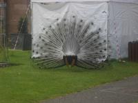 Pfau balzt in Scone Palace