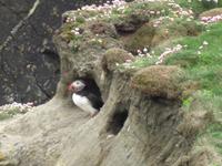 Papageientaucher (auch Lundi)