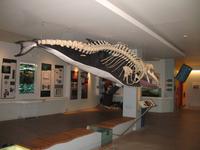 Walmuseum in Húsavík