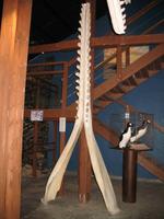 Walmuseum in Húsavík