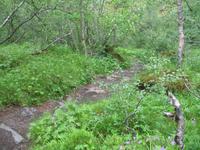 Felsenschlucht Ásbyrgi