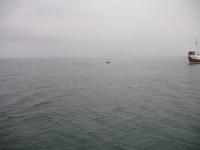 Walbeobachtung mit Ambassador bei Akureyri