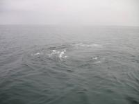 Walbeobachtung mit Ambassador bei Akureyri