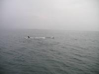 Walbeobachtung mit Ambassador bei Akureyri