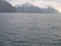 Walbeobachtung mit Ambassador bei Akureyri