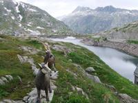 Auf dem Grimselpass