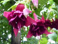 aus der großen Fuchsiensammlung