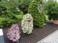 Hommage an die Puffbohne