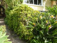 Affenbrotbaumhecke (Crassula)