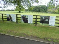 Drei Pferde, die wohl kaum jemand bezahlen kann - im Irischen Nationalgestüt