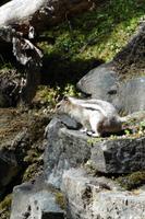 Streifenhörnchen