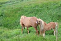 Islandpferd mit Fohlen