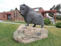 Moschus Ochse vorm Hotel Dombas