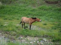 Tag 16 - Przewalski-Pferde