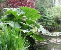 Giverny