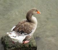 An der Seine in Duclair