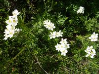 Blumenpracht am Wegesrand