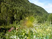 blühende Wiesen soweit das Auge reicht.. 