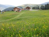 ... herrlich blühende Almenwiesen 