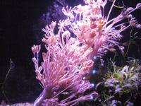 Nausicaa.