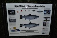 Sportfischerei mitten in Stockholm