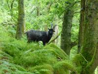 West Highland Way