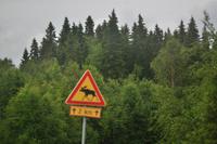 Finnisches Elchwarnschild