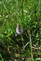 Orchidee