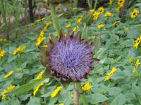 Artischockenblüte