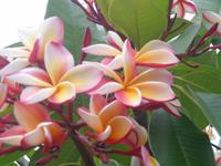 Blüte der Plumeria rubra