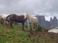 Pferde auf der Seiser Alm