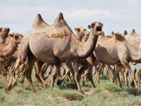Tag 9  - Kamelherde