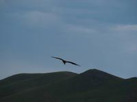 Tag 11 - Adler